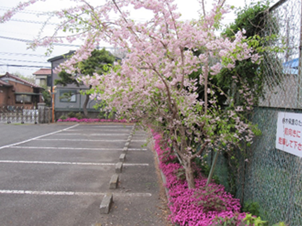 つる小桜 つる小桜