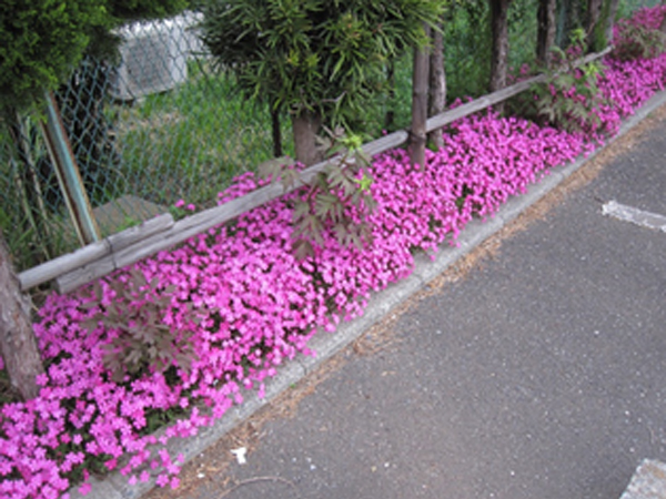 つる小桜 つる小桜