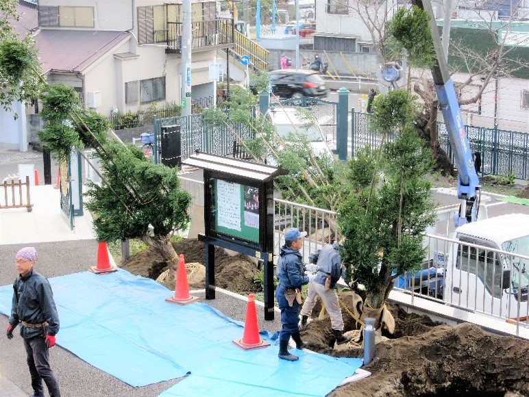 台杉植え付け 台杉植え付け