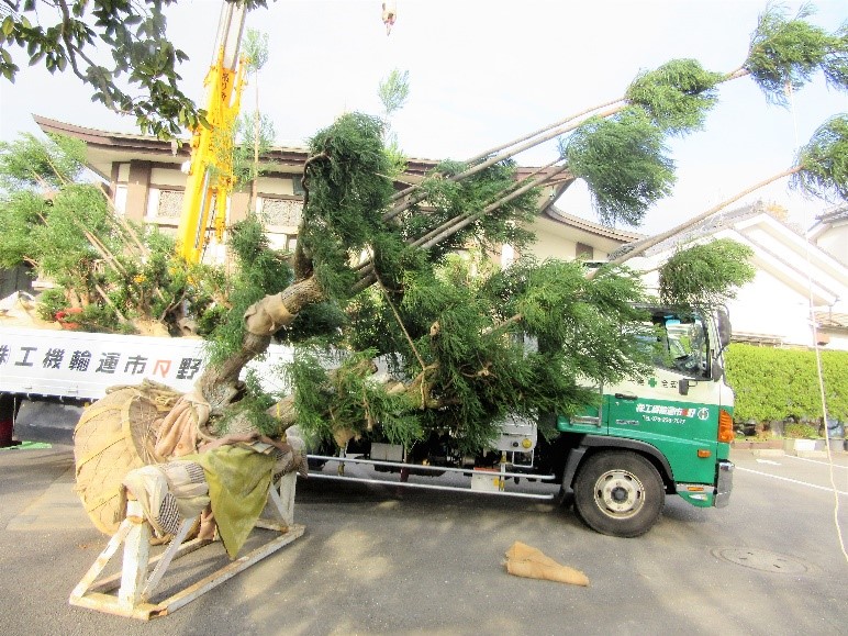 台杉植え付け 台杉植え付け