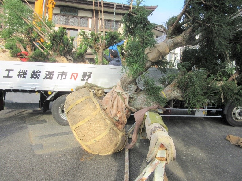 台杉植え付け 台杉植え付け