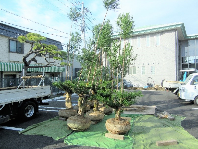 台杉植え付け 台杉植え付け
