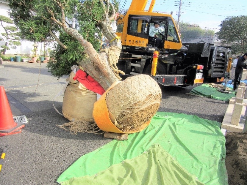 台杉植え付け 台杉植え付け
