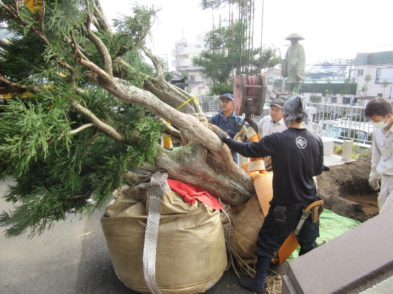 台杉植え付け 台杉植え付け