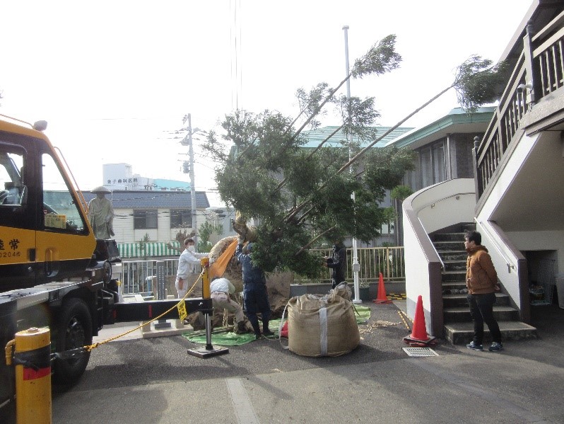 台杉植え付け 台杉植え付け
