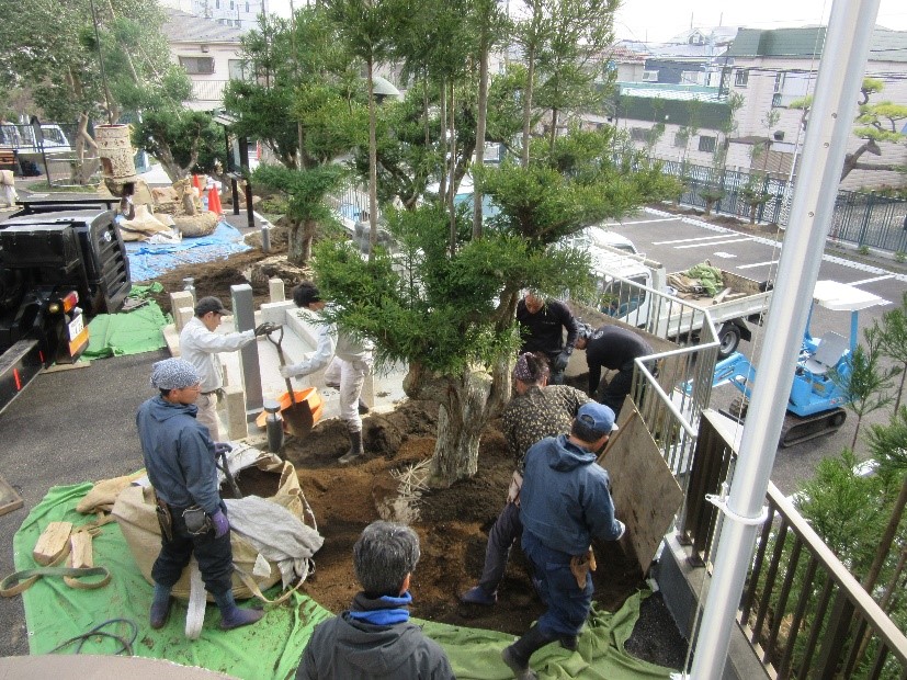 台杉植え付け 台杉植え付け