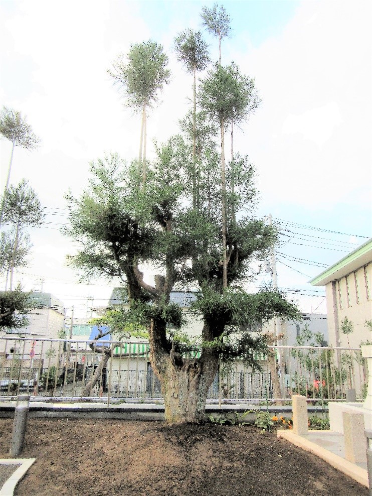 北山台杉 「親鸞 (聖人)」 北山台杉 「親鸞 (聖人)」