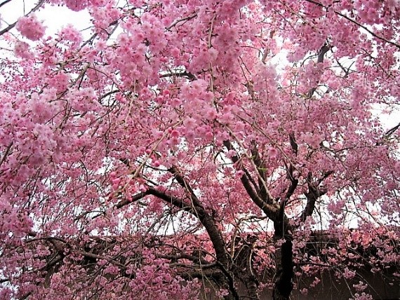 長生寺の名木・椿、枝垂れ桜 長生寺の名木・椿、枝垂れ桜