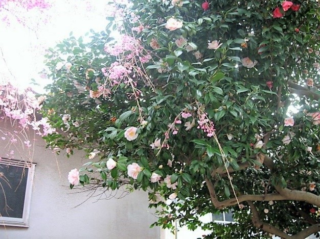 長生寺の名木・椿、枝垂れ桜 長生寺の名木・椿、枝垂れ桜
