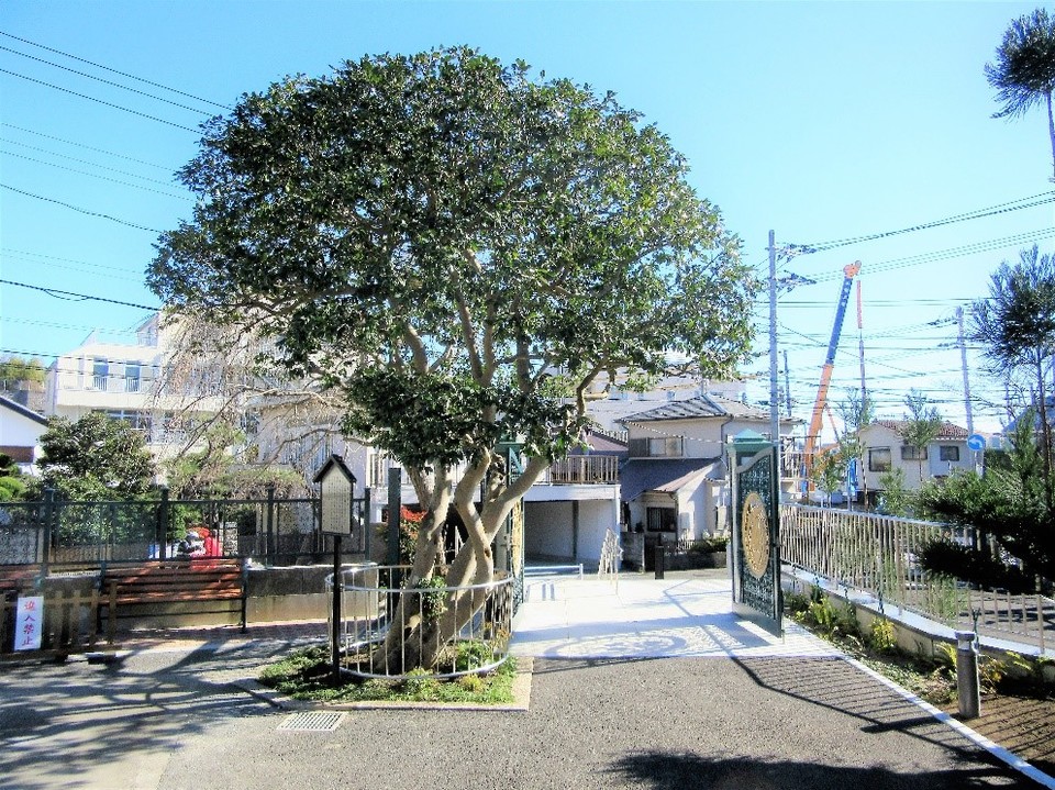 長生寺の名木・椿、枝垂れ桜 長生寺の名木・椿、枝垂れ桜