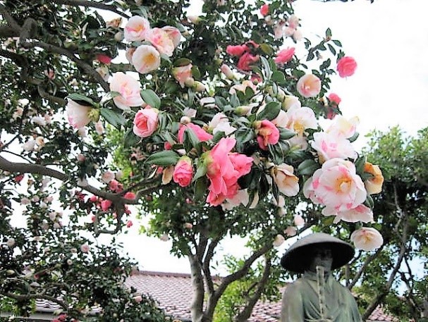 長生寺の名木・椿、枝垂れ桜 長生寺の名木・椿、枝垂れ桜
