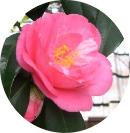長生寺の名木・椿、枝垂れ桜 長生寺の名木・椿、枝垂れ桜