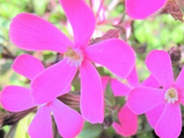 つる小桜 つる小桜