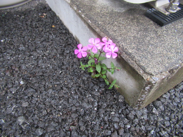 可憐な「ど根性つる小桜」9 可憐な「ど根性つる小桜」9