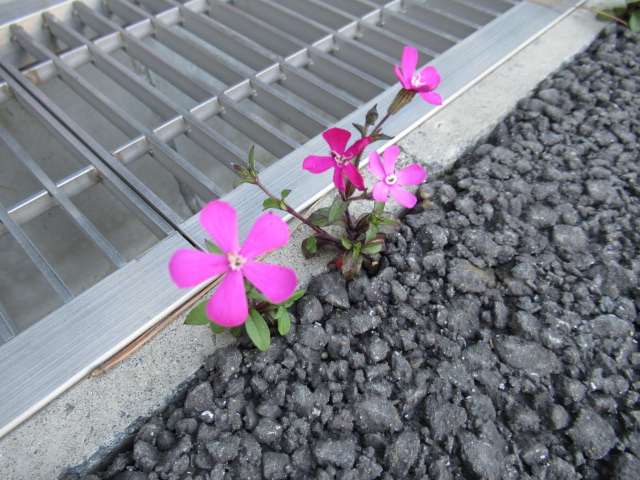 可憐な「ど根性つる小桜」4 可憐な「ど根性つる小桜」4
