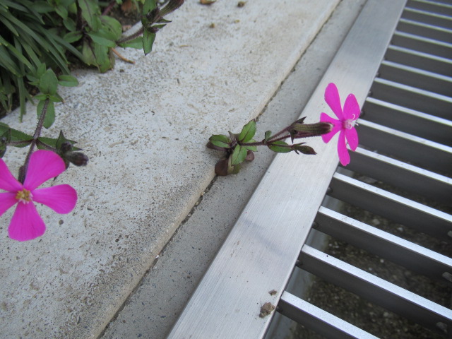 可憐な「ど根性つる小桜」5 可憐な「ど根性つる小桜」5