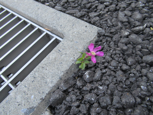 可憐な「ど根性つる小桜」6 可憐な「ど根性つる小桜」6