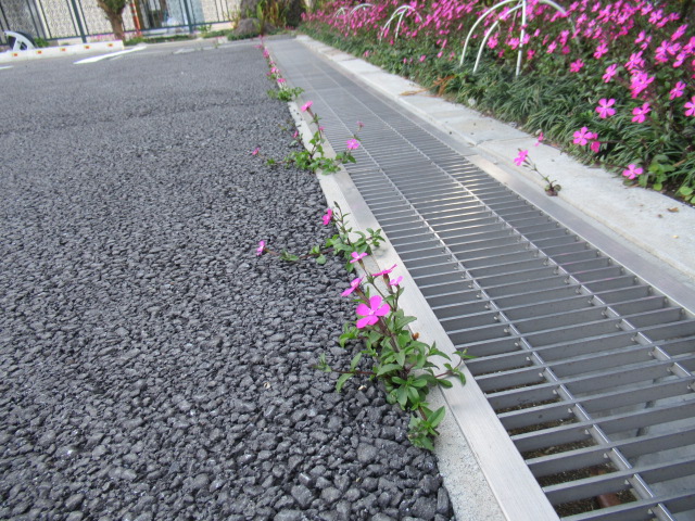 可憐な「ど根性つる小桜」8 可憐な「ど根性つる小桜」8