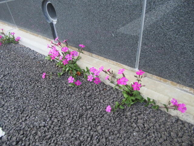 可憐な「ど根性つる小桜」7 可憐な「ど根性つる小桜」7
